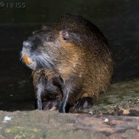 Coypu